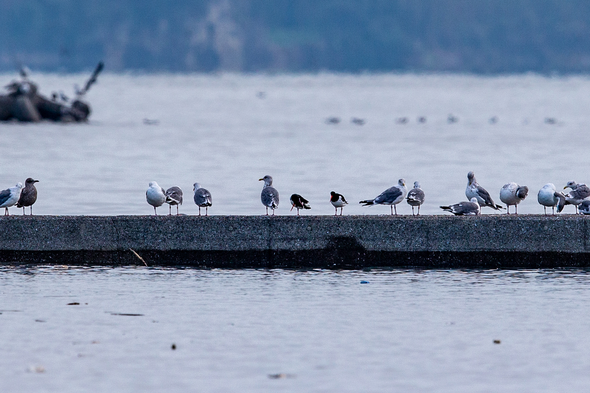 f:id:battorisassa:20191101070324j:plain