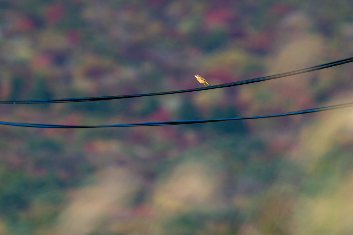 f:id:battorisassa:20191105195600j:plain