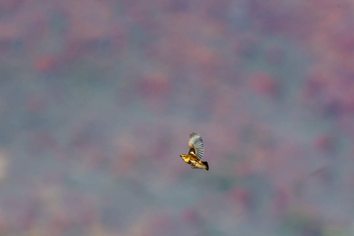 f:id:battorisassa:20191105195801j:plain