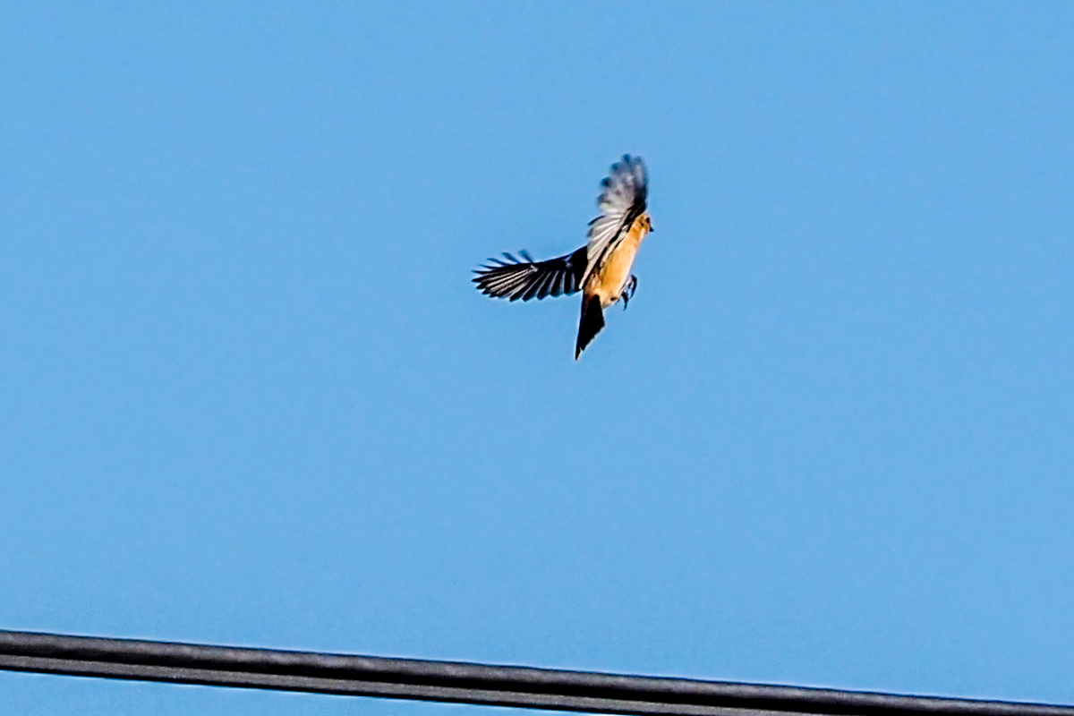 f:id:battorisassa:20191105200255j:plain