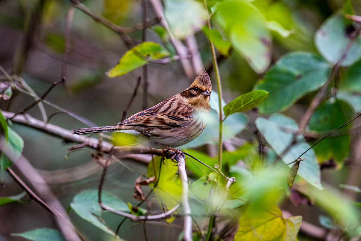 f:id:battorisassa:20191107195246j:plain