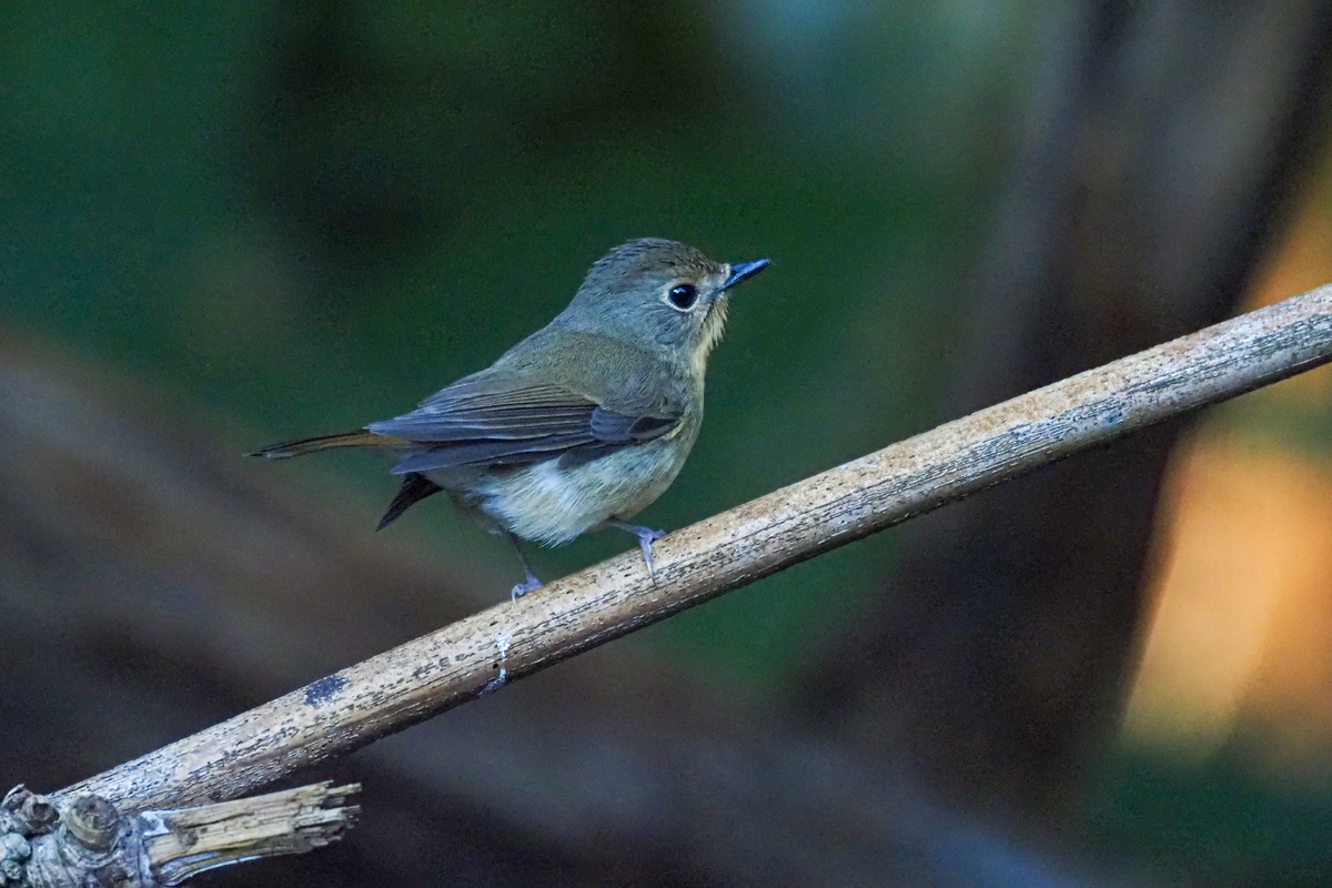 f:id:battorisassa:20200118205339j:plain