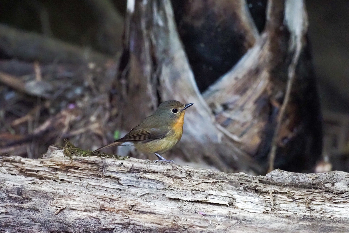 f:id:battorisassa:20200118205358j:plain