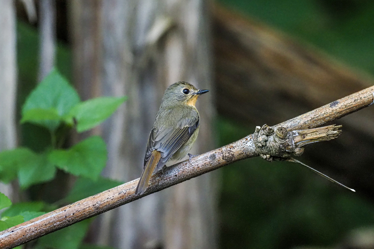 f:id:battorisassa:20200118205413j:plain