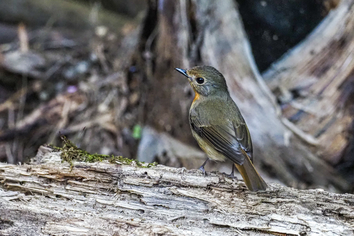 f:id:battorisassa:20200118205514j:plain