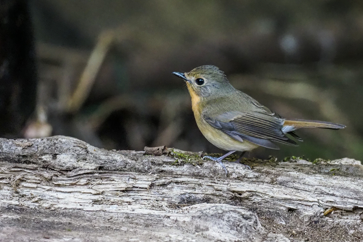 f:id:battorisassa:20200118205530j:plain