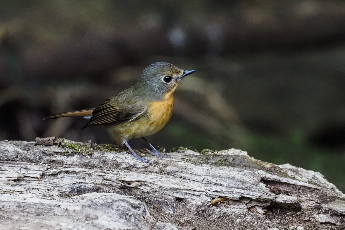 f:id:battorisassa:20200118205547j:plain