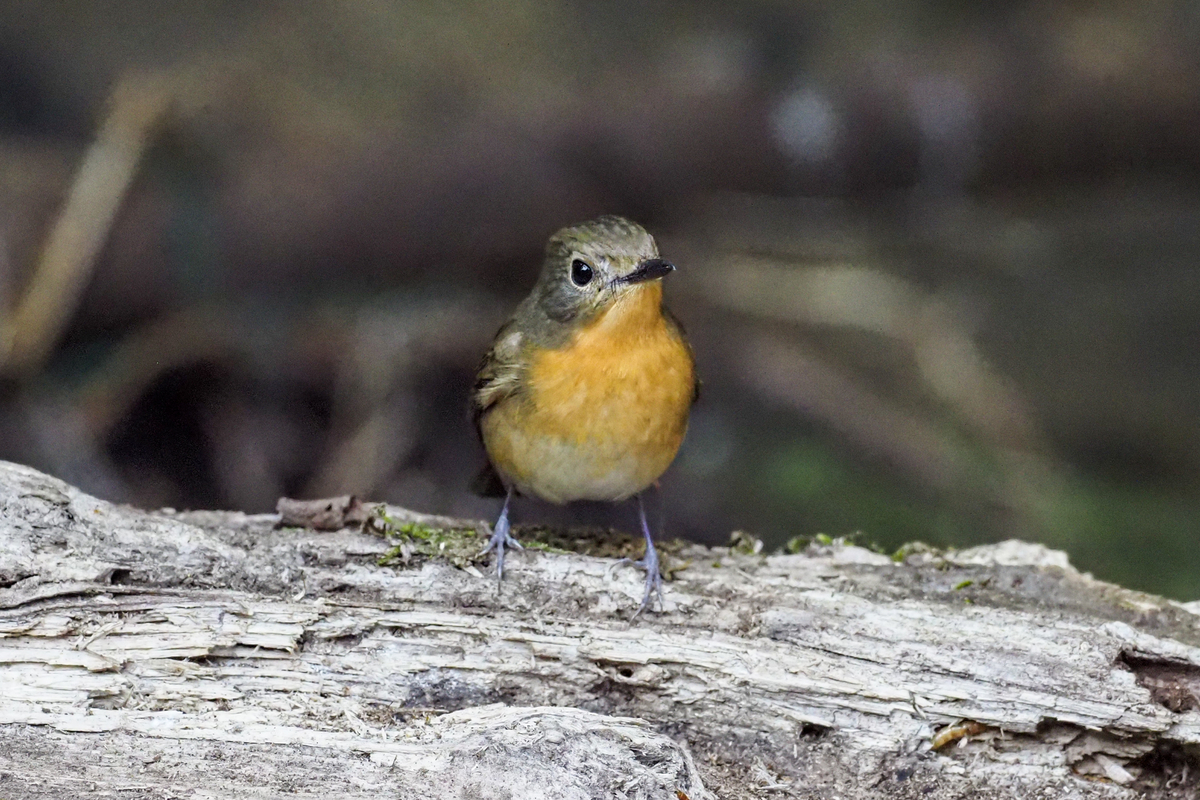 f:id:battorisassa:20200118205651j:plain