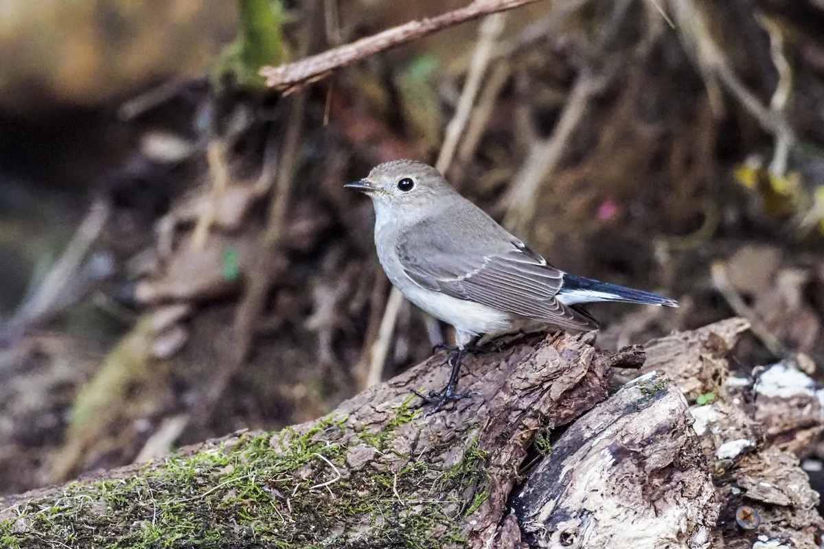 f:id:battorisassa:20200128155111j:plain