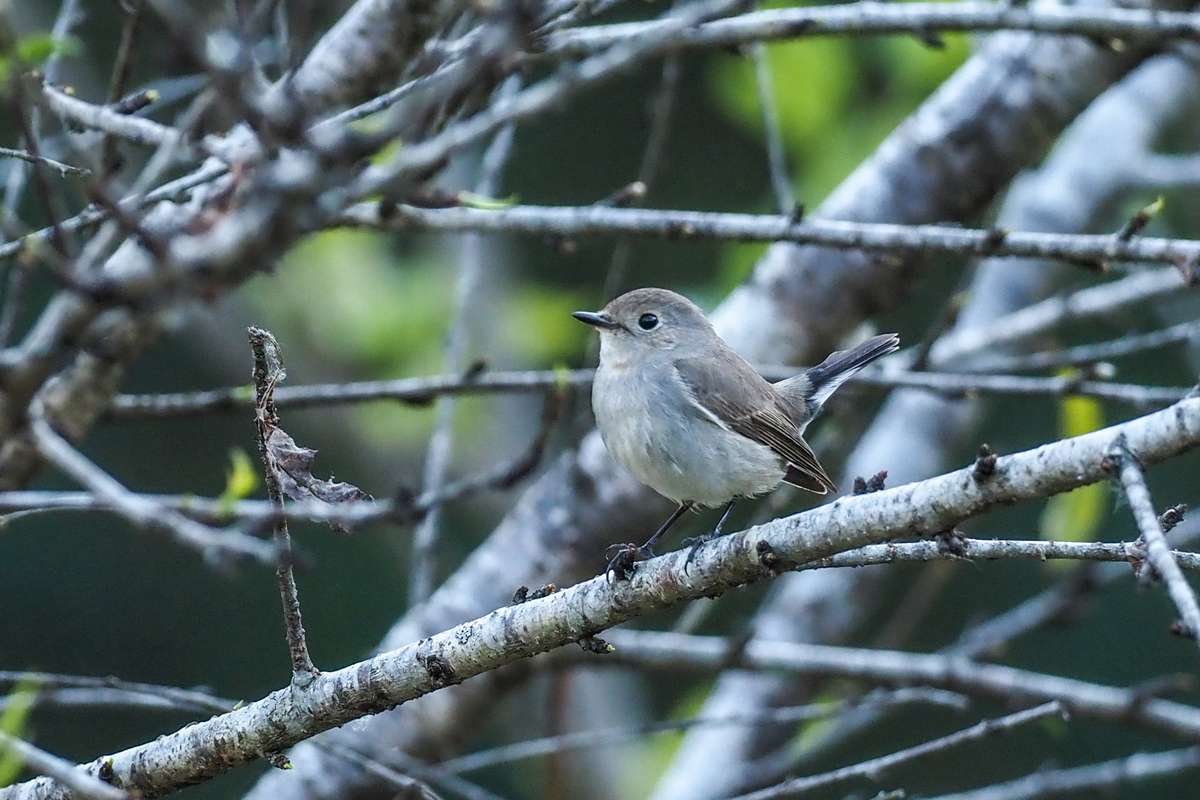 f:id:battorisassa:20200128155128j:plain