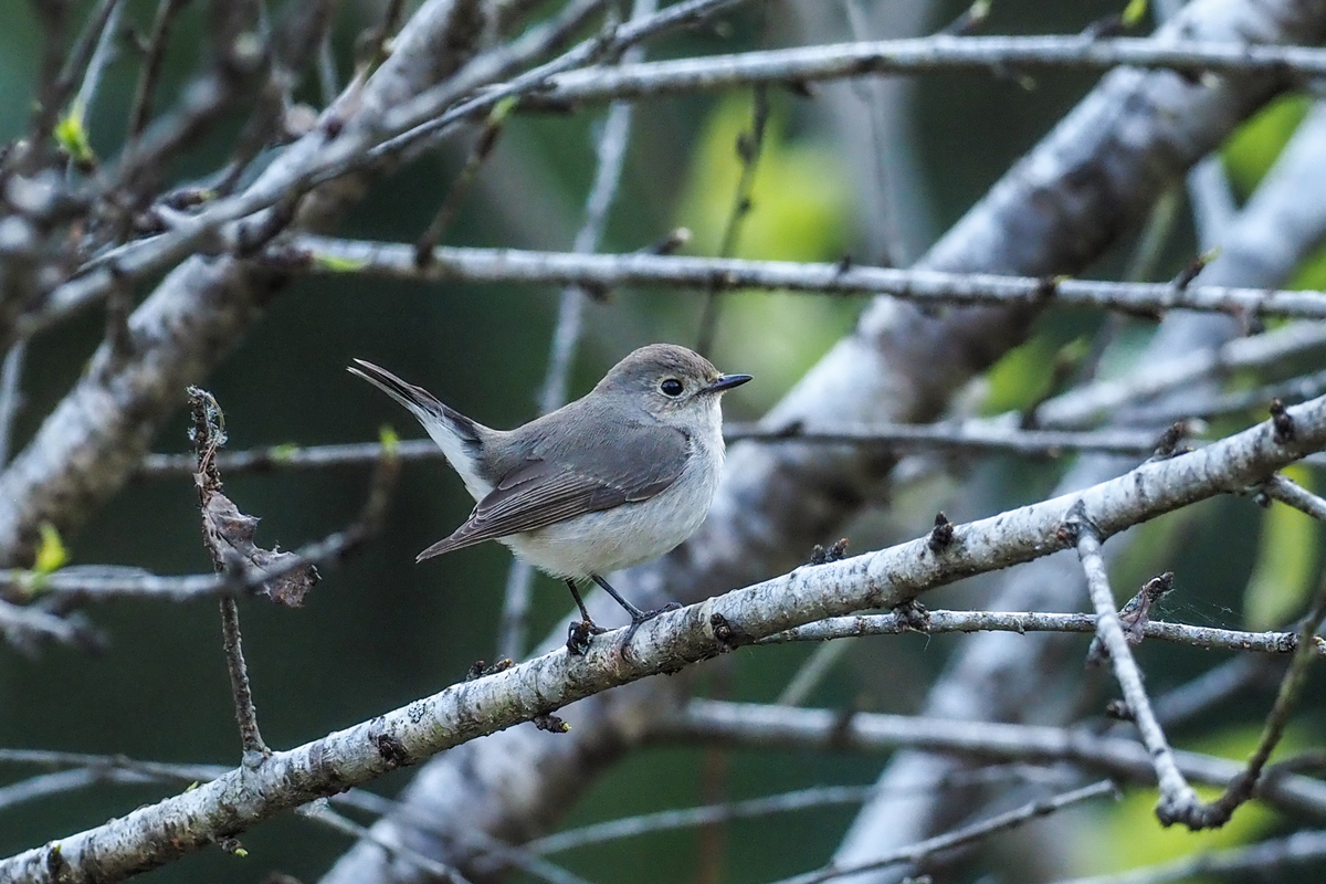 f:id:battorisassa:20200128155146j:plain