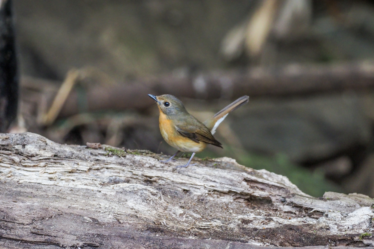 f:id:battorisassa:20200128155204j:plain