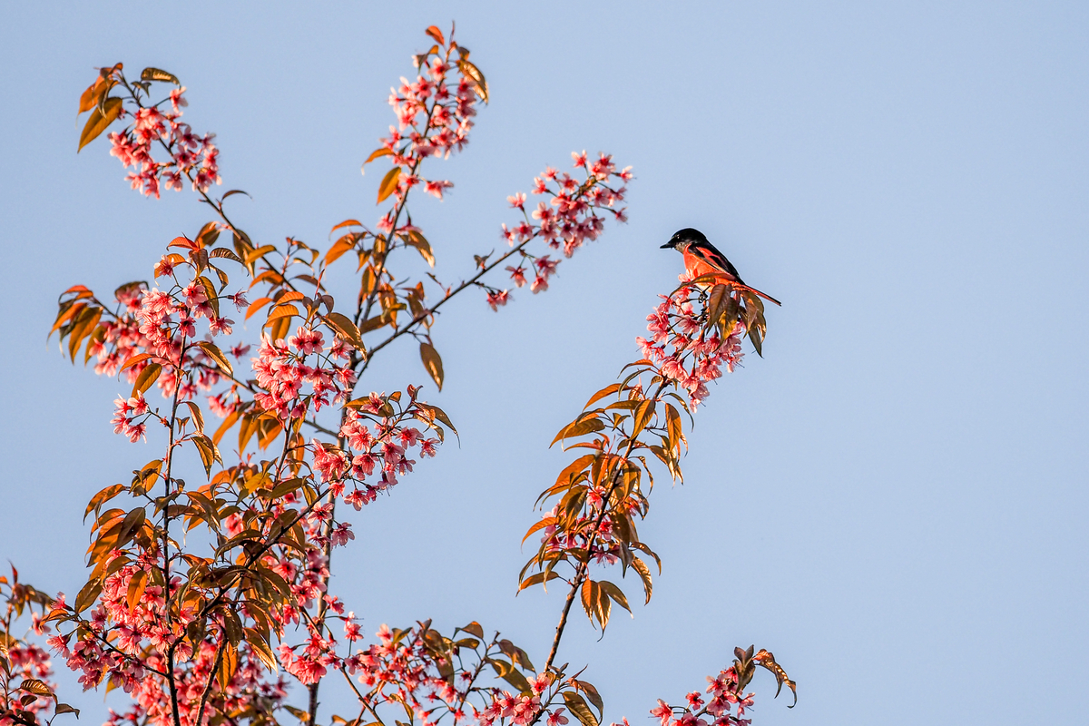 f:id:battorisassa:20200202211810j:plain