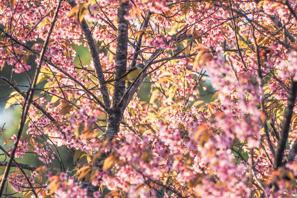 f:id:battorisassa:20200202211847j:plain