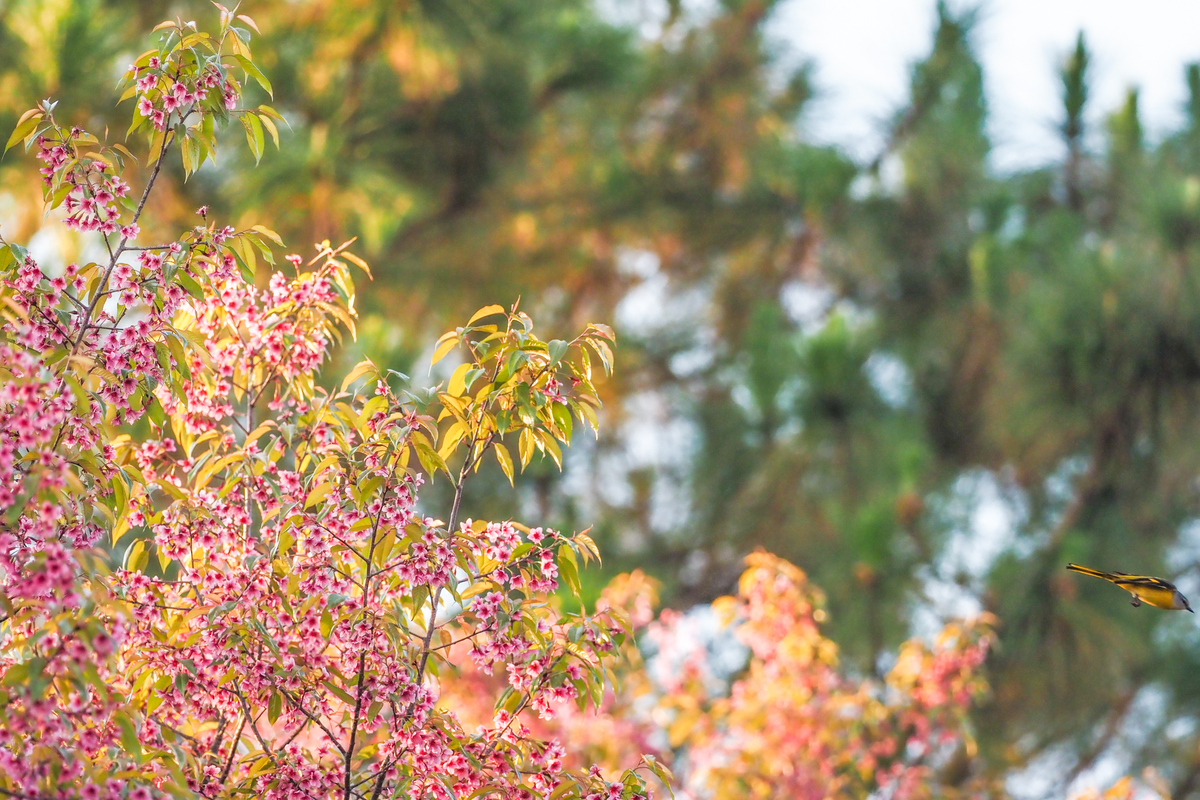 f:id:battorisassa:20200202211904j:plain