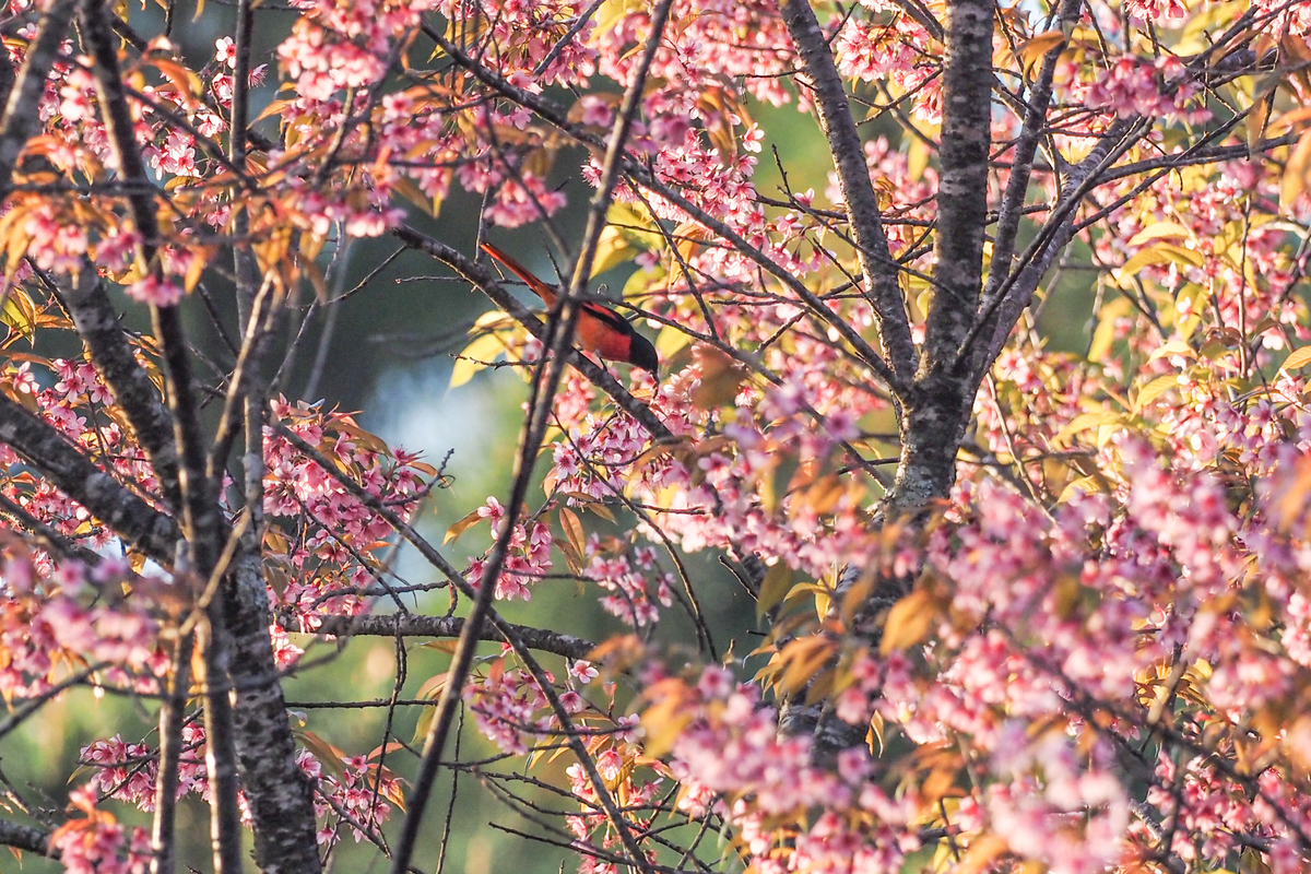 f:id:battorisassa:20200202211919j:plain