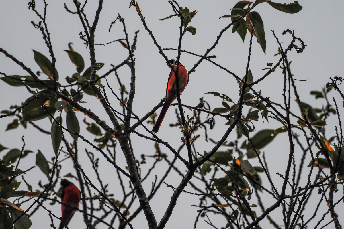 f:id:battorisassa:20200202211937j:plain