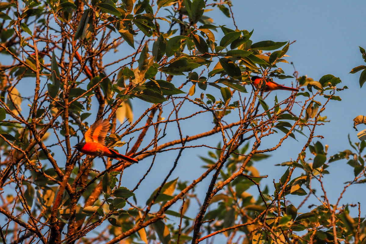 f:id:battorisassa:20200202211954j:plain