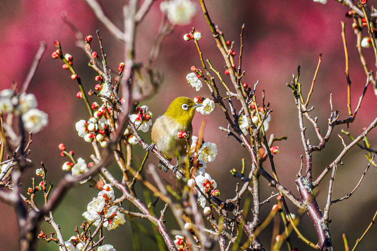 f:id:battorisassa:20200208205207j:plain