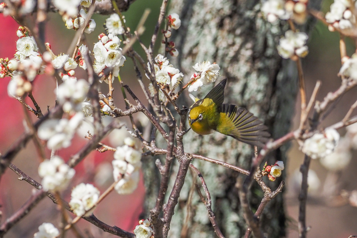 f:id:battorisassa:20200208205226j:plain