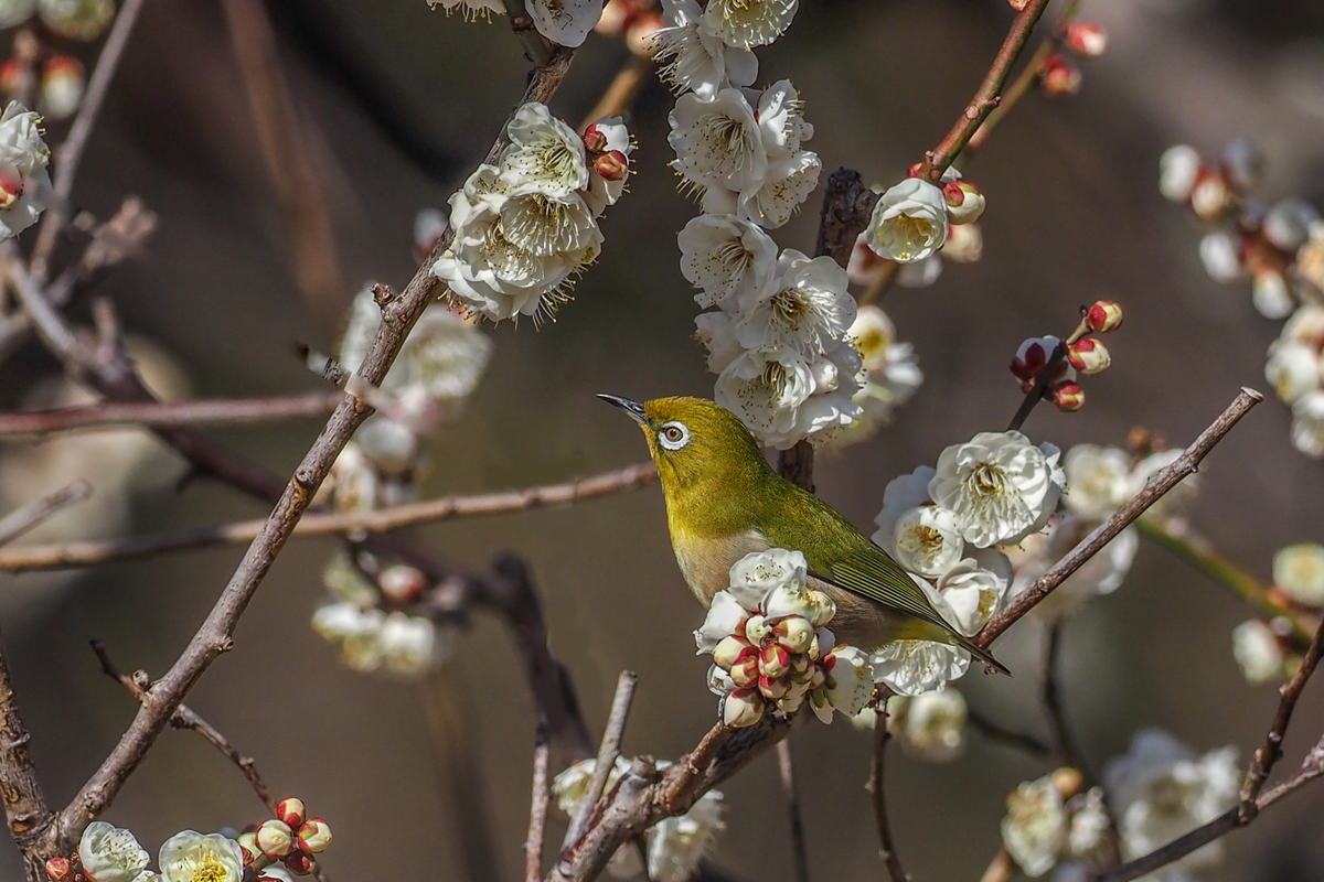 f:id:battorisassa:20200208205240j:plain