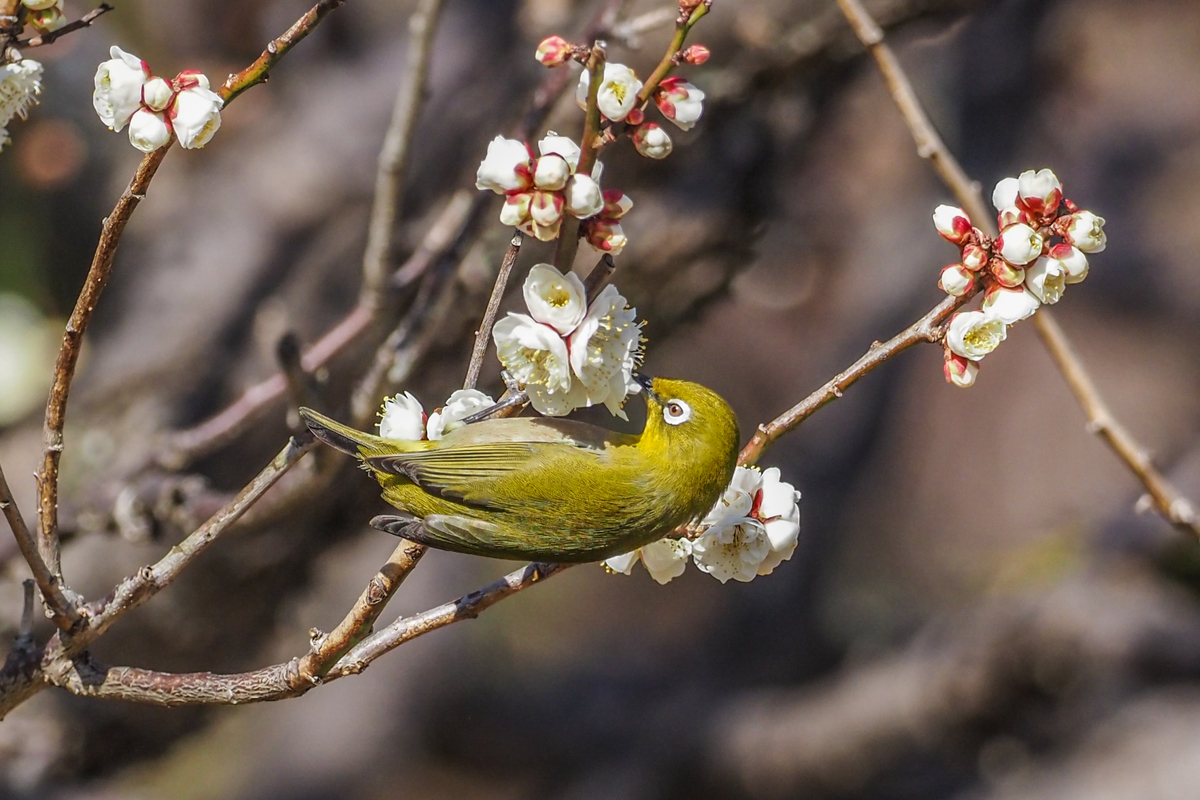 f:id:battorisassa:20200208205301j:plain