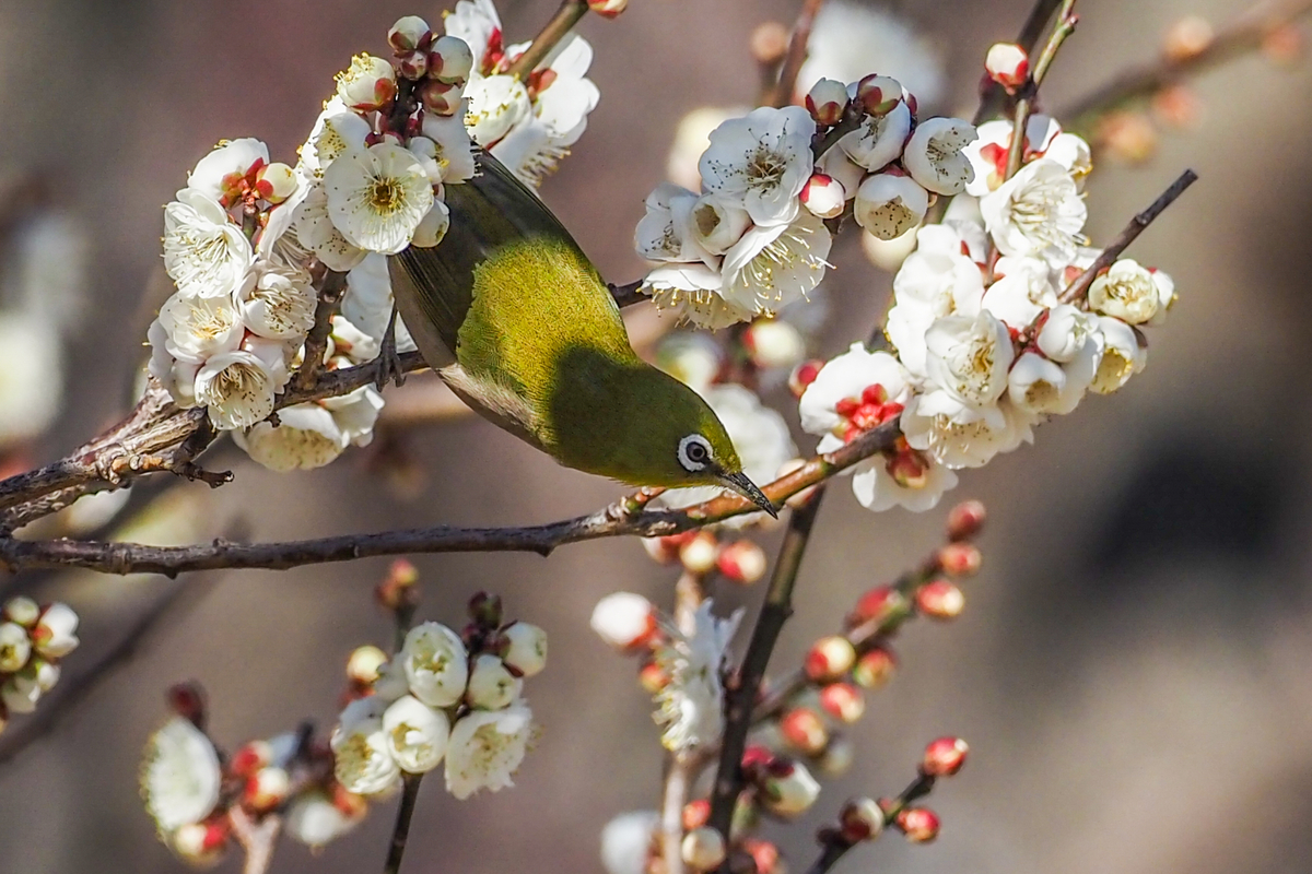 f:id:battorisassa:20200208205318j:plain