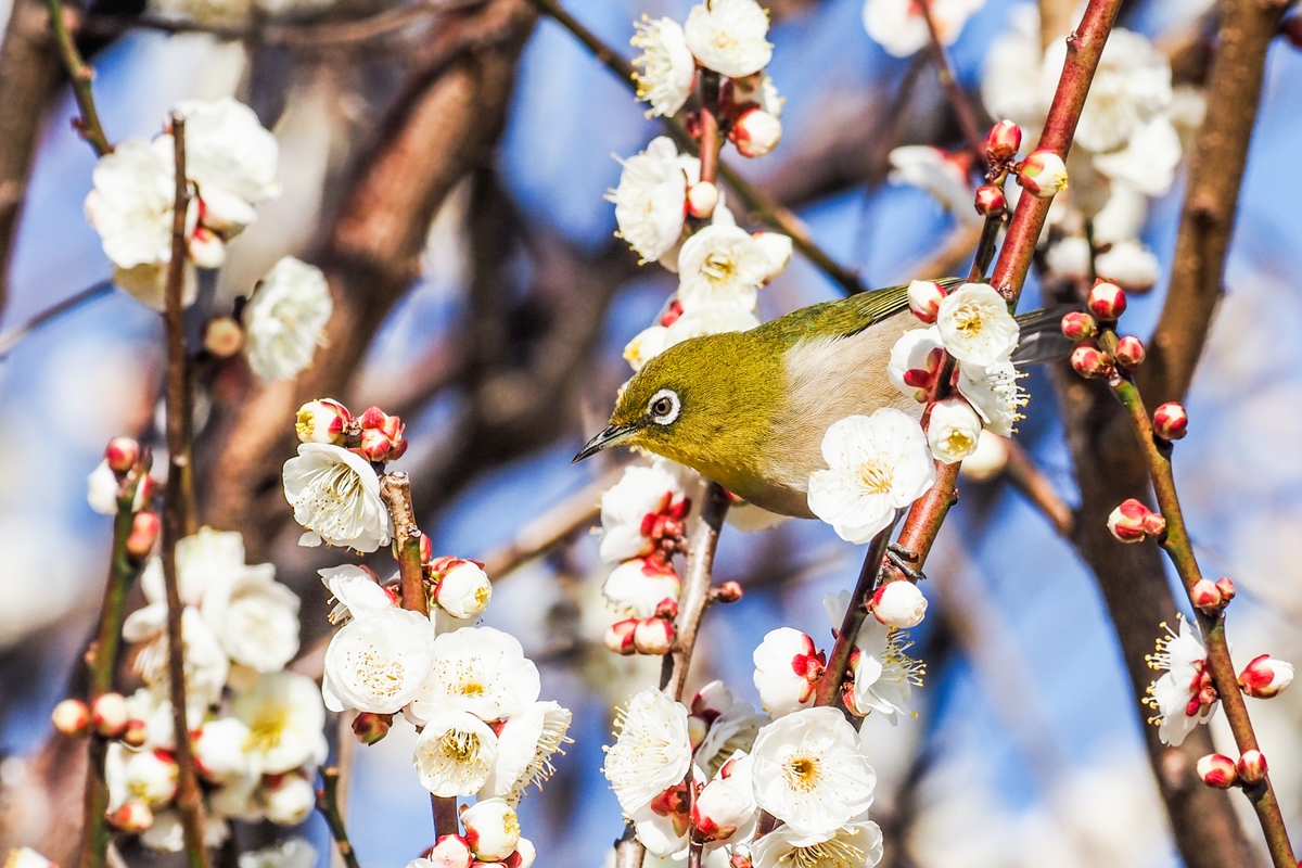 f:id:battorisassa:20200208205348j:plain