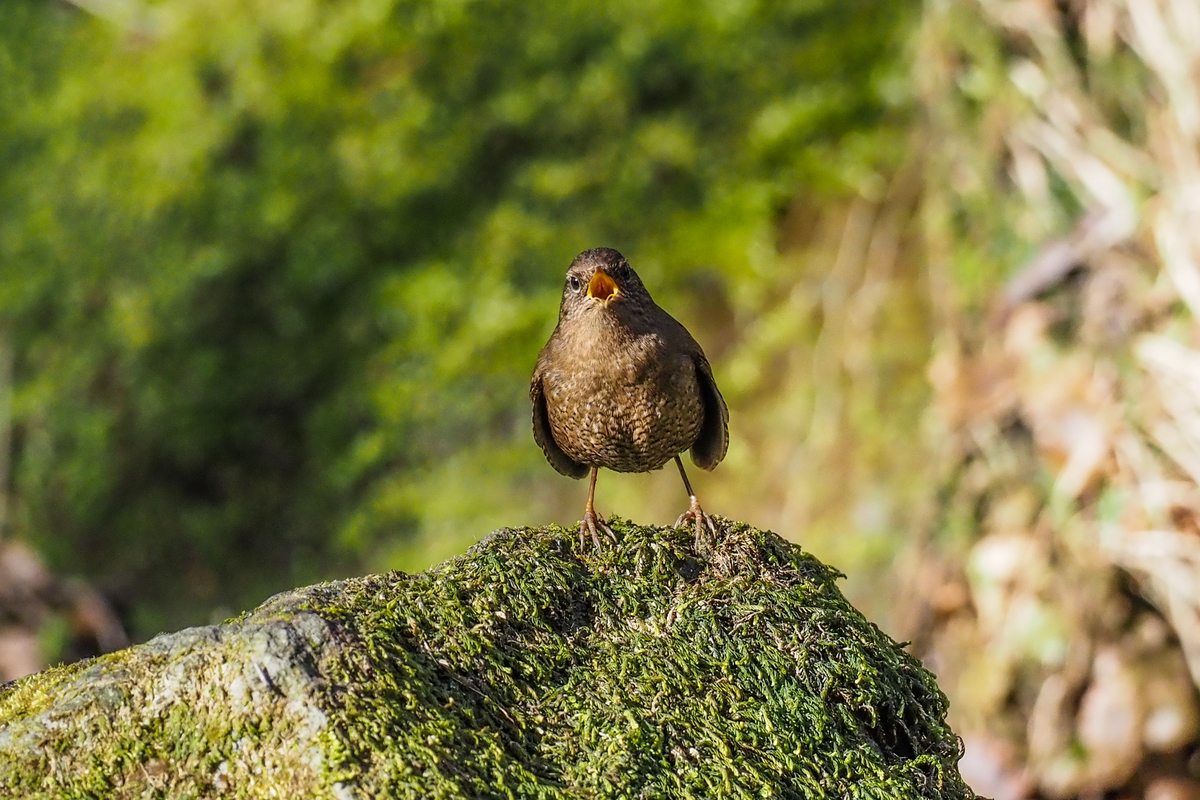 f:id:battorisassa:20200213213159j:plain