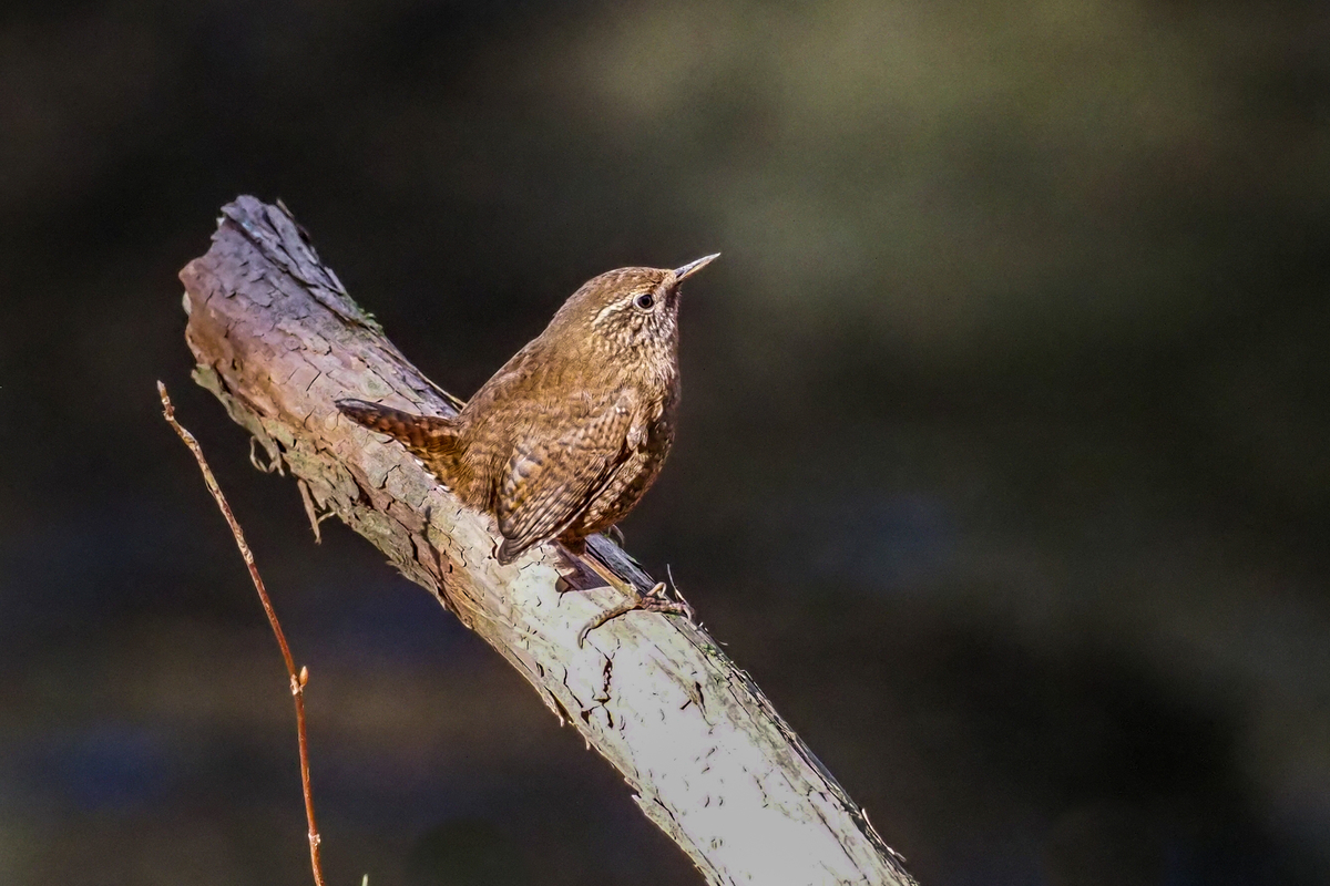 f:id:battorisassa:20200213213216j:plain