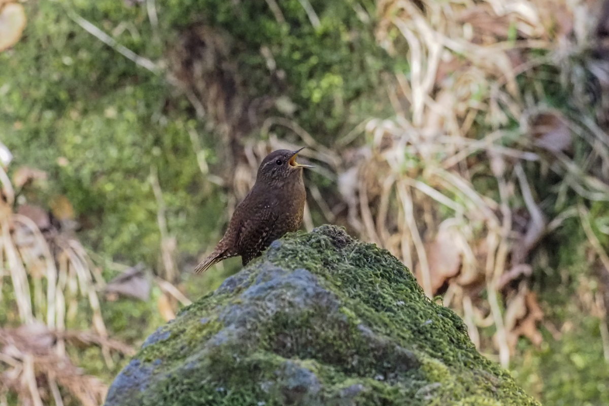 f:id:battorisassa:20200213213234j:plain