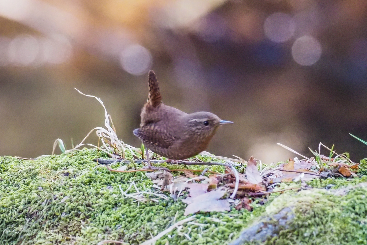 f:id:battorisassa:20200213213313j:plain