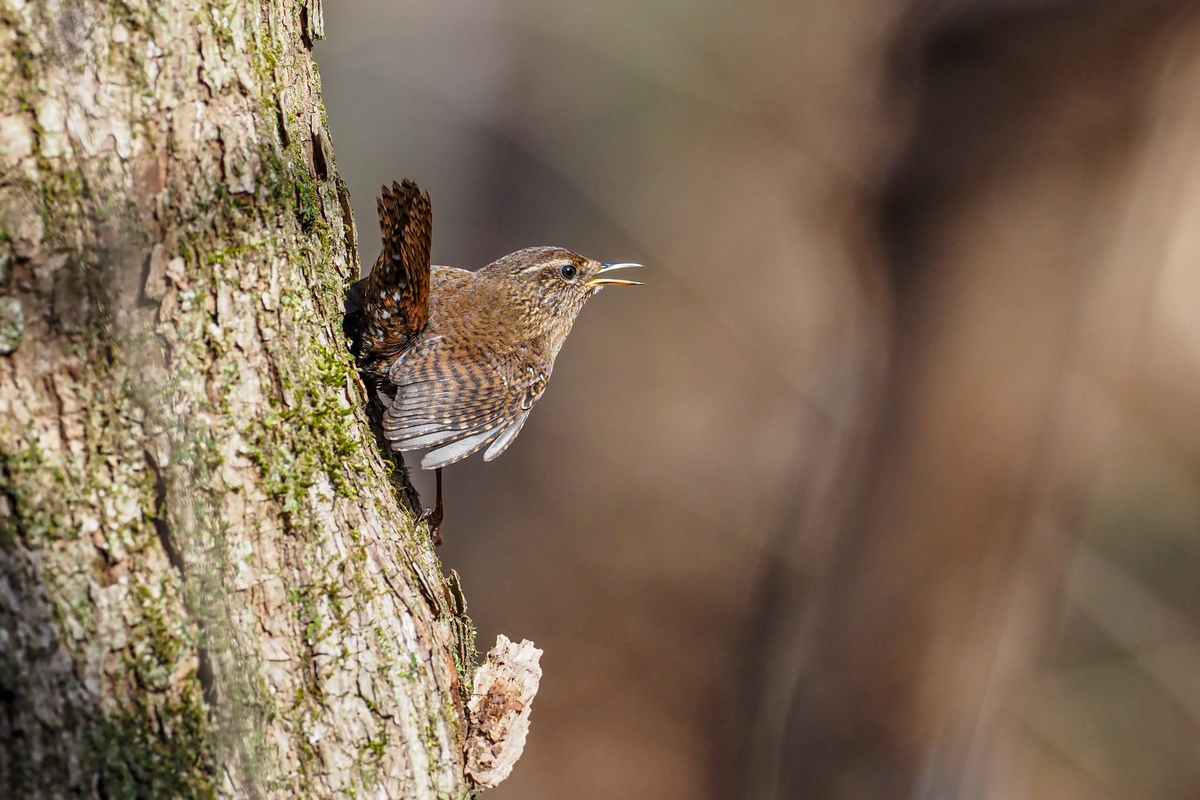 f:id:battorisassa:20200213213350j:plain