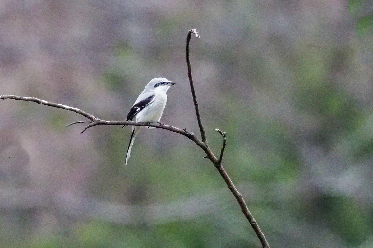 f:id:battorisassa:20200215203519j:plain