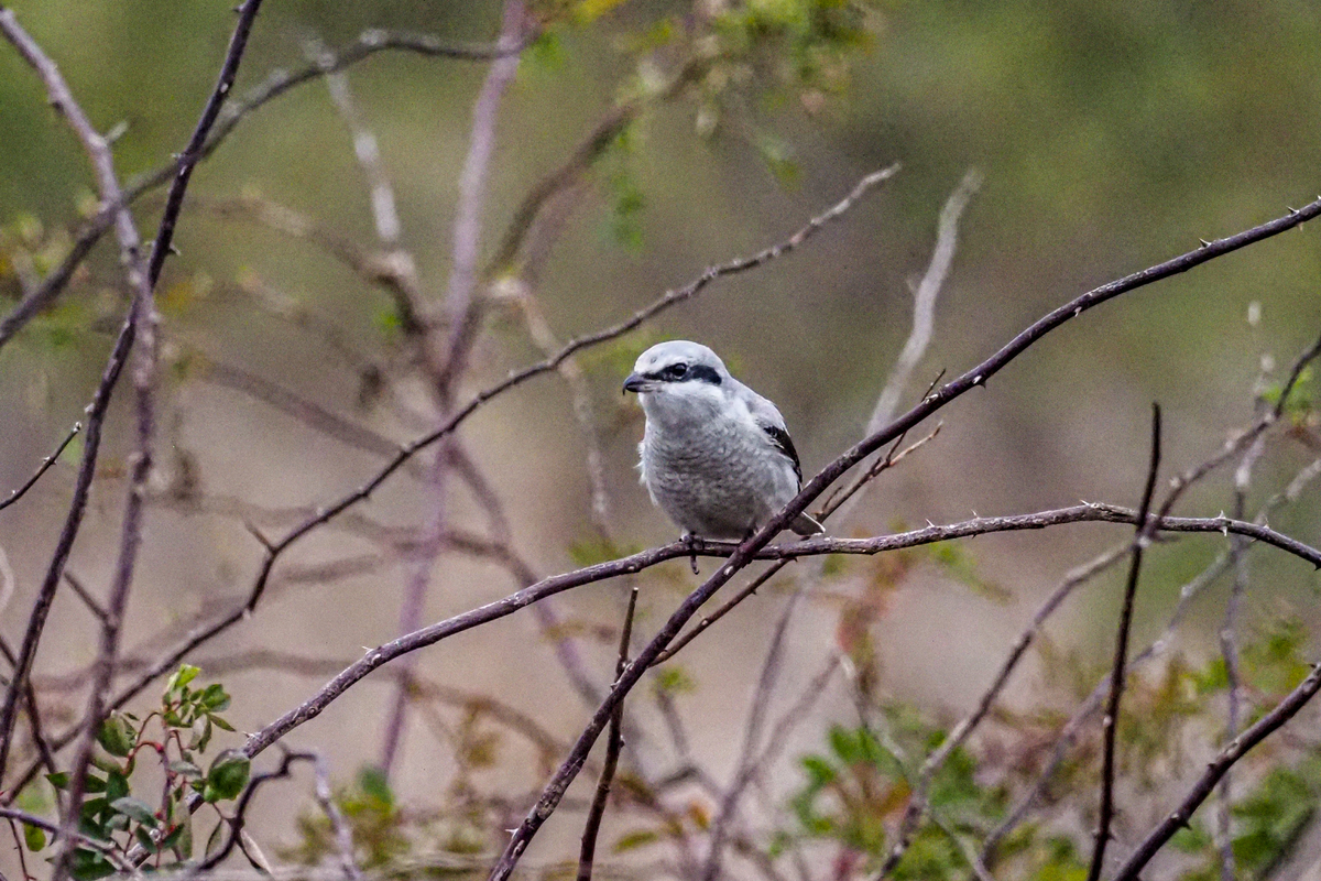 f:id:battorisassa:20200215203538j:plain