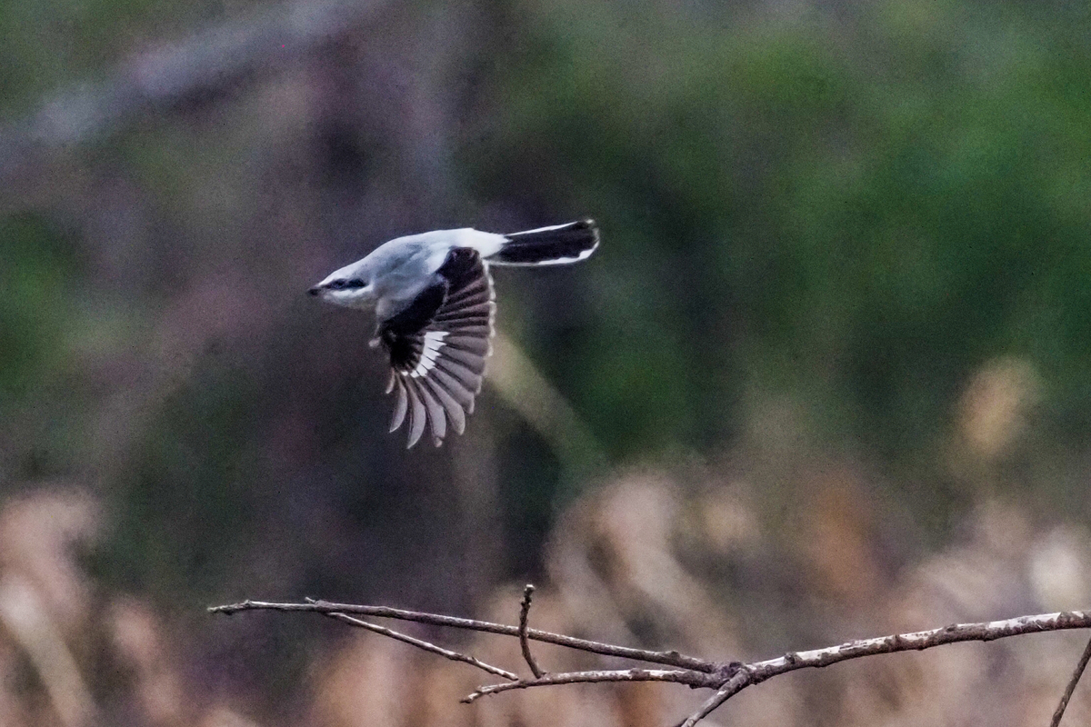 f:id:battorisassa:20200215203615j:plain