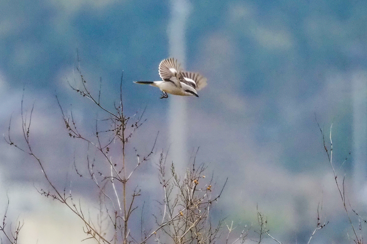 f:id:battorisassa:20200215203641j:plain