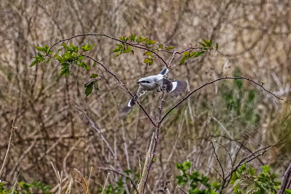 f:id:battorisassa:20200215203657j:plain