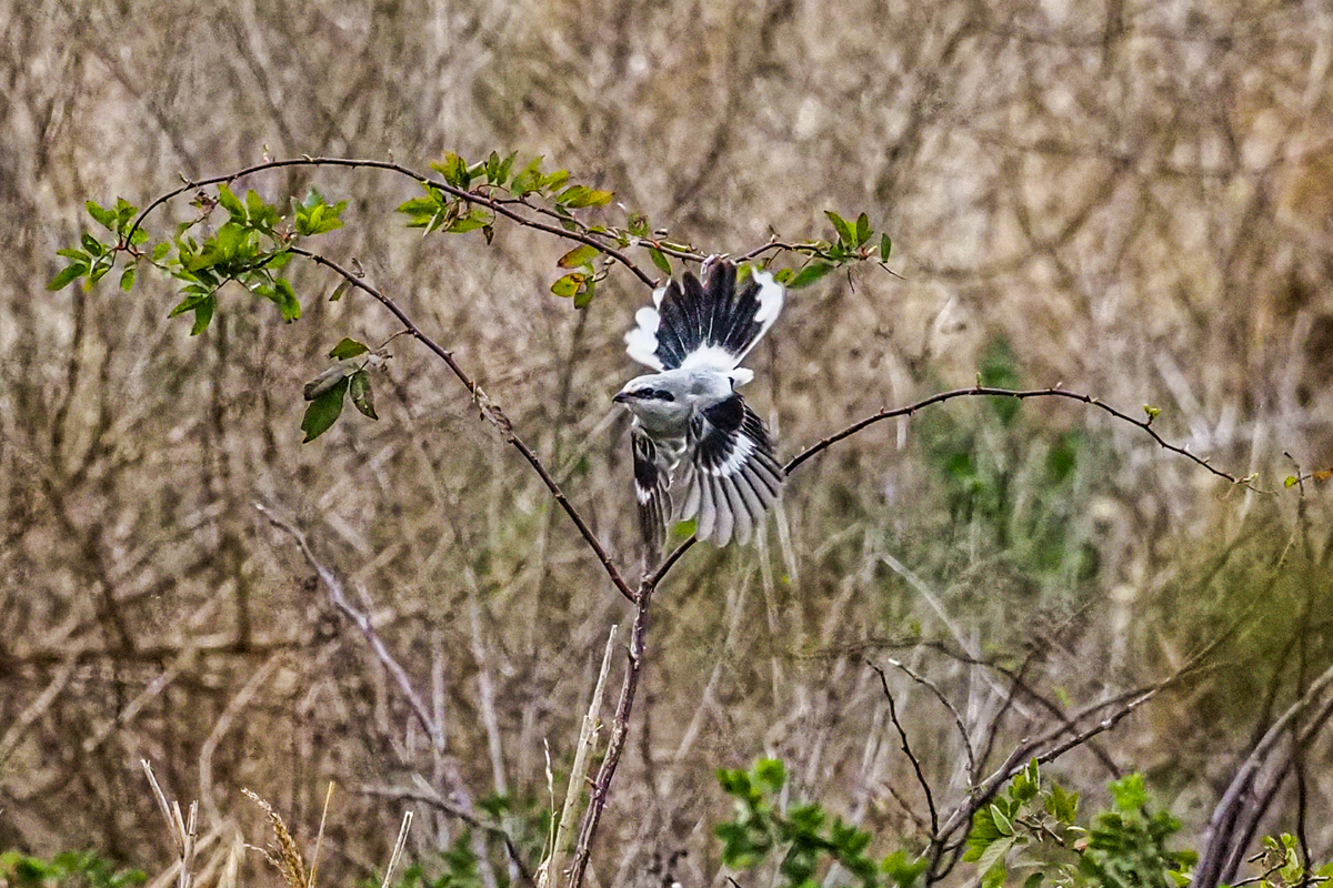 f:id:battorisassa:20200215203715j:plain