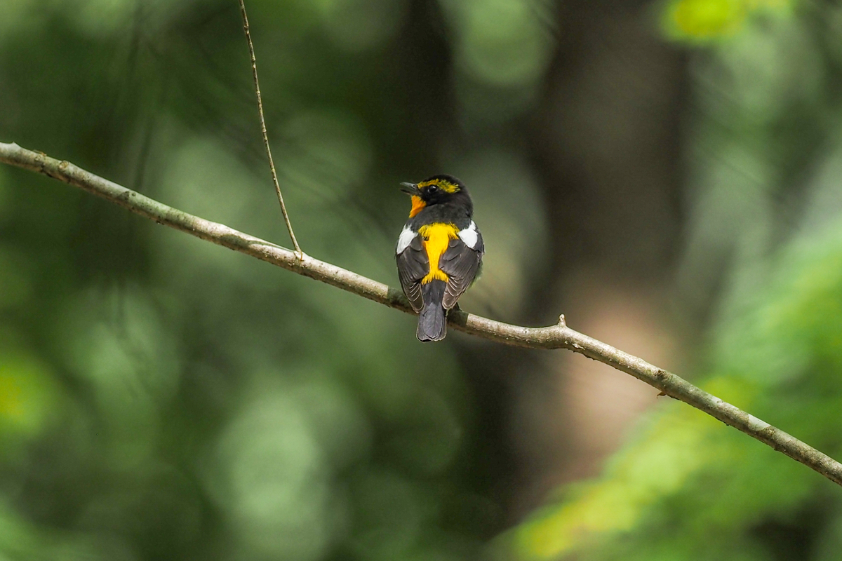 f:id:battorisassa:20200502231714j:plain f:id:battorisassa:20200502231714j:plain