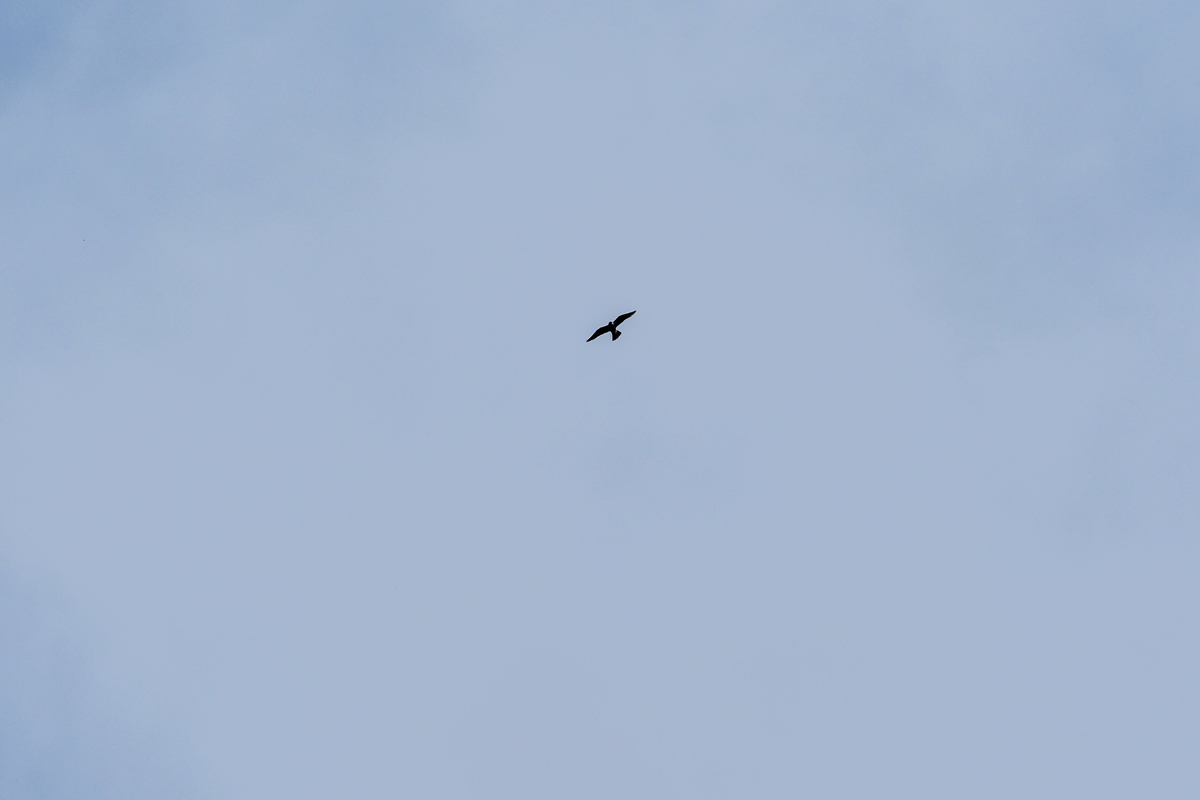 f:id:battorisassa:20200524004419j:plain f:id:battorisassa:20200524004419j:plain