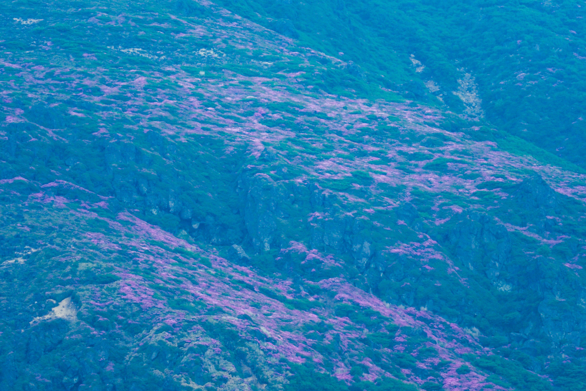 f:id:battorisassa:20200607190408j:plain f:id:battorisassa:20200607190408j:plain