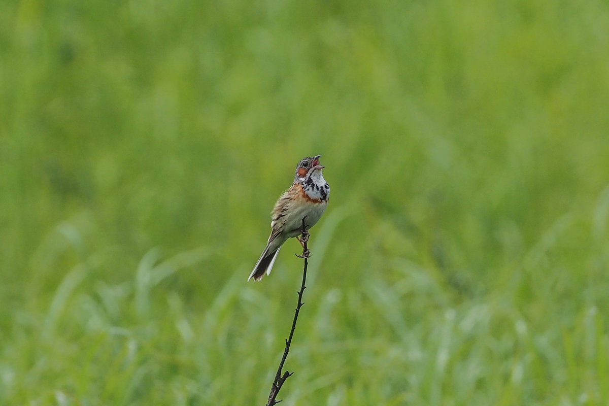 f:id:battorisassa:20200607190440j:plain f:id:battorisassa:20200607190440j:plain