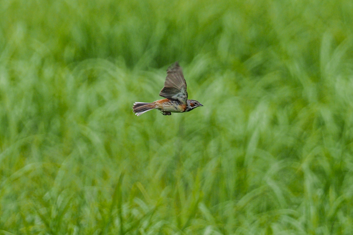 f:id:battorisassa:20200607190505j:plain f:id:battorisassa:20200607190505j:plain