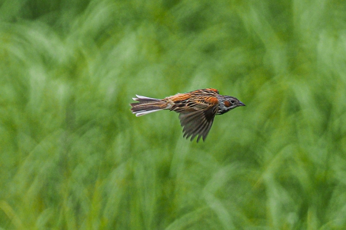 f:id:battorisassa:20200607190523j:plain f:id:battorisassa:20200607190523j:plain