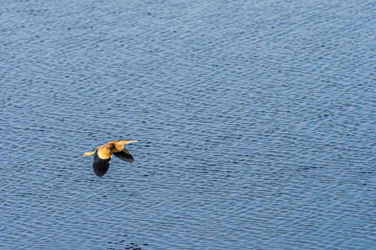 f:id:battorisassa:20200623155807j:plain