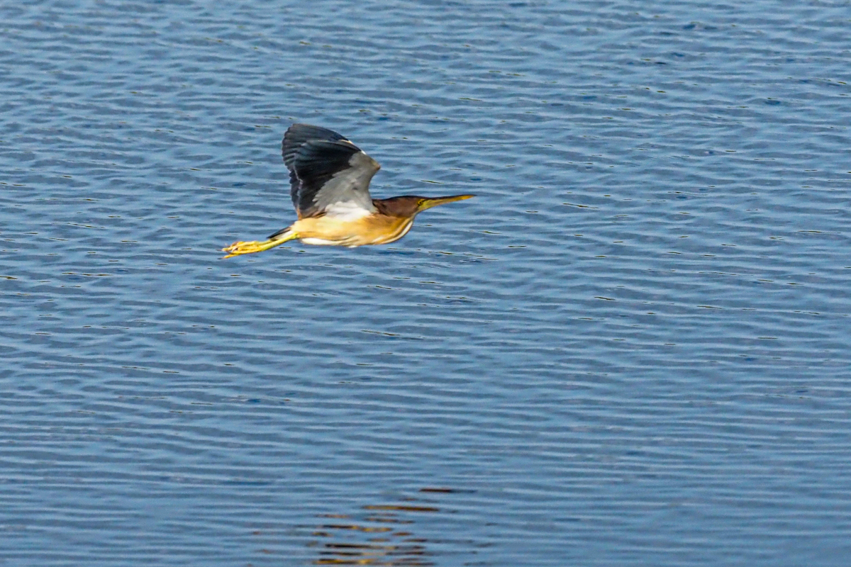 f:id:battorisassa:20200623155824j:plain