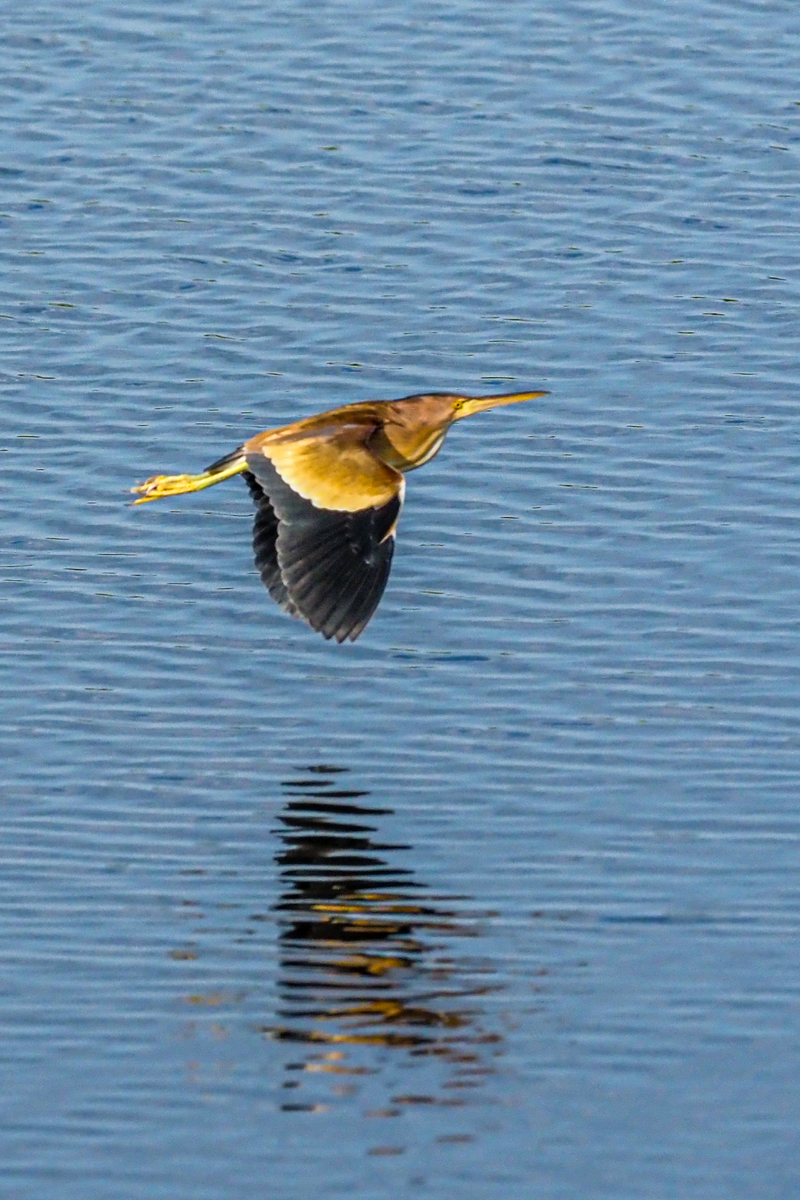 f:id:battorisassa:20200623155843j:plain