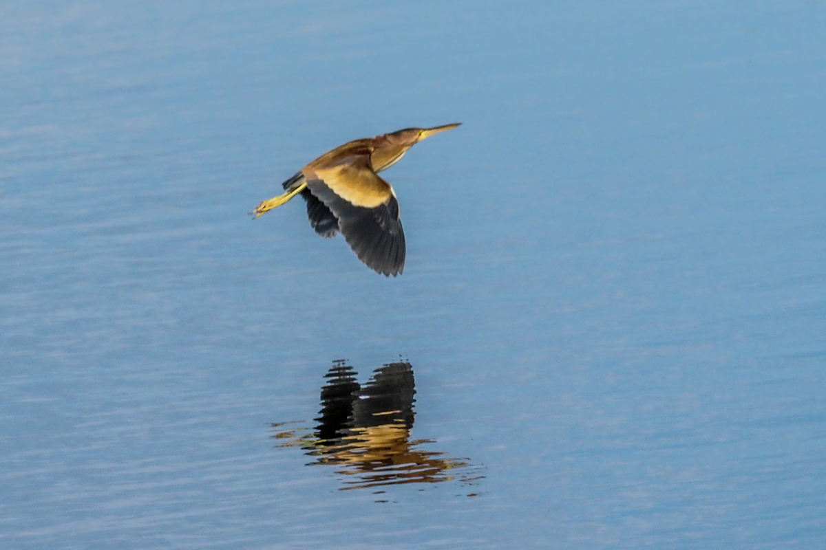 f:id:battorisassa:20200623155915j:plain