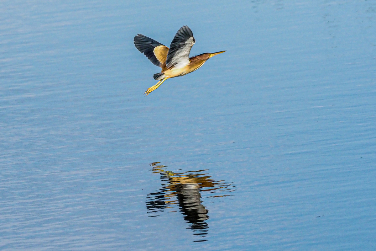 f:id:battorisassa:20200623155935j:plain